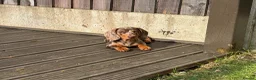 Miniature Dachshund dogs for sale: Miniature dachshund males - Advert 16