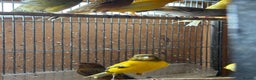 Canaries birds for sale: Lot of stunning canary’s  - Advert 12