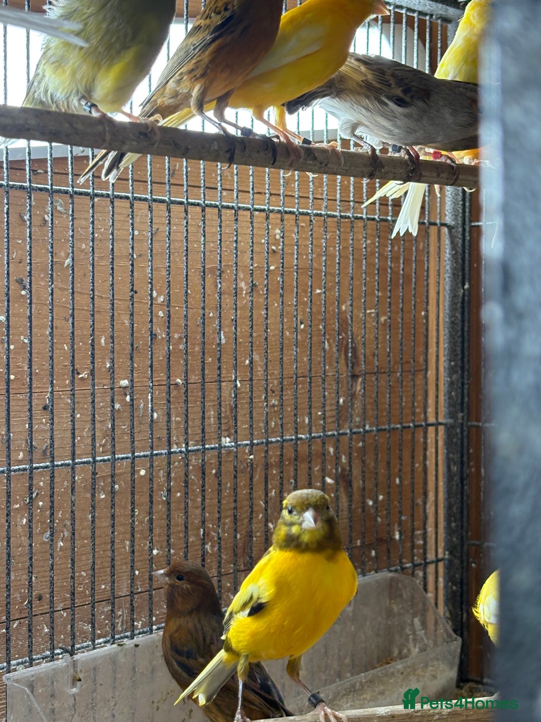 Canaries birds for sale: Lot of stunning canary’s  - Advert 12