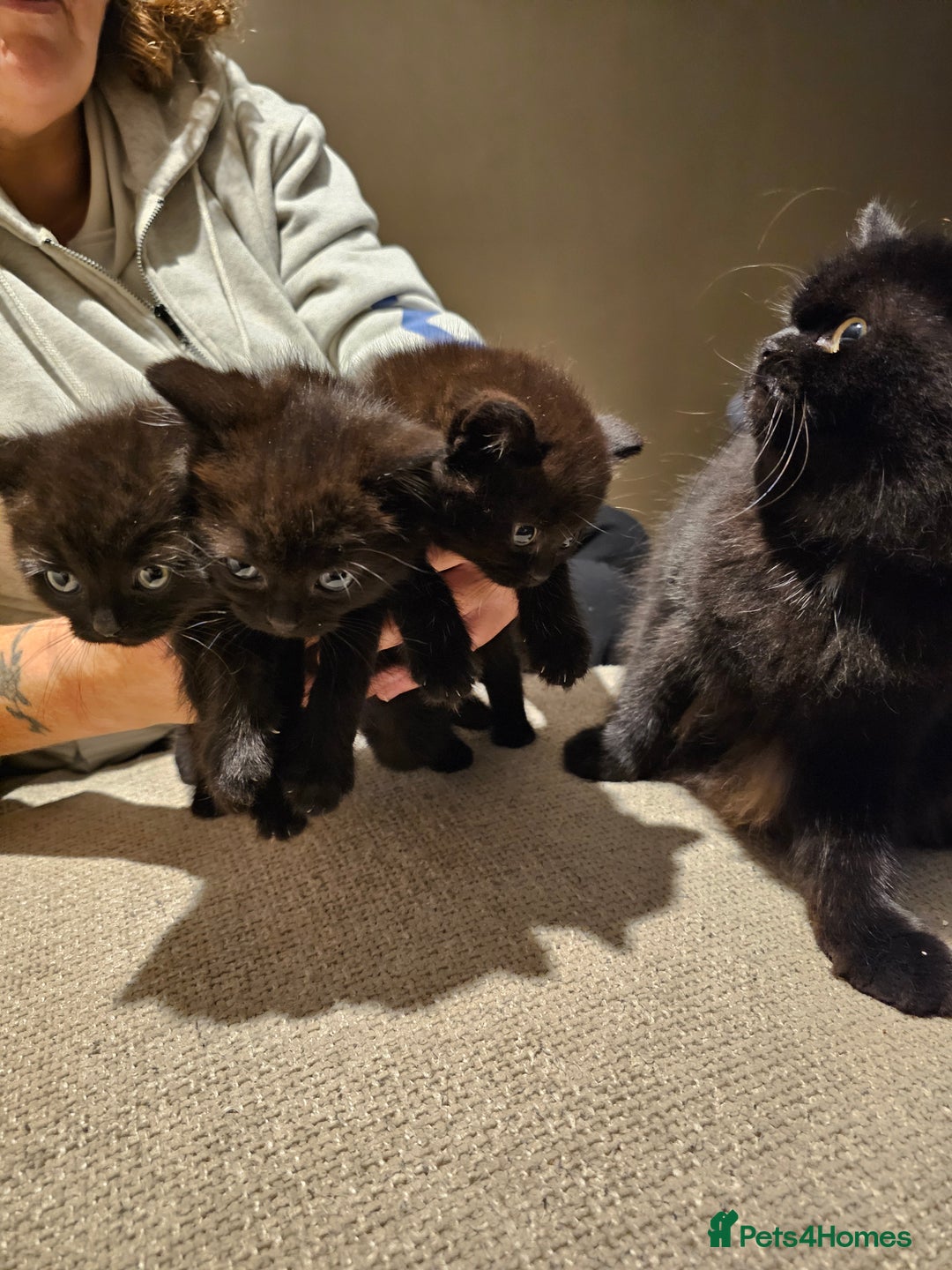 Mixed Breed cats for sale: 2 Black kittens - Advert 2