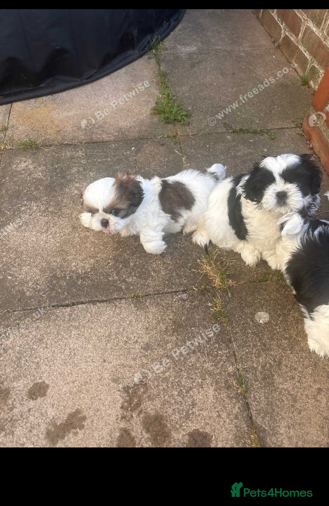 Shih Tzu dogs for sale: Puppies Shih tzu  in Peterborough - Image 2