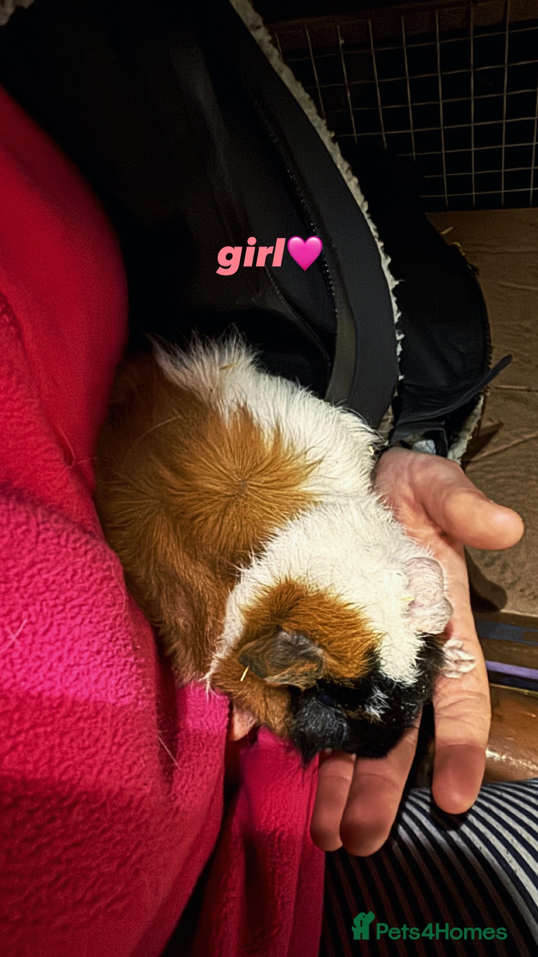 Guinea Pig rodents for sale: baby guinea pigs for sale!  - Advert 5