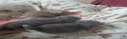 Scottish Fold cats for sale: Schotis straight and fold - Advert 5