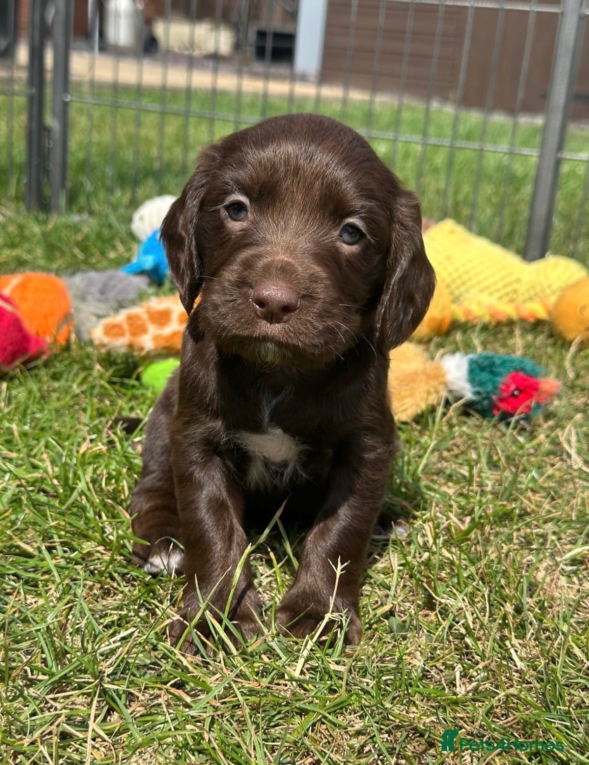 Sprocker dogs Fully Health Tested F1 Sprocker Spaniel Puppies - Advert 1