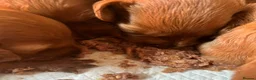 Mixed Breed dogs for sale:  ☘️ Golden Irish puppies available  ☘️ - Advert 11