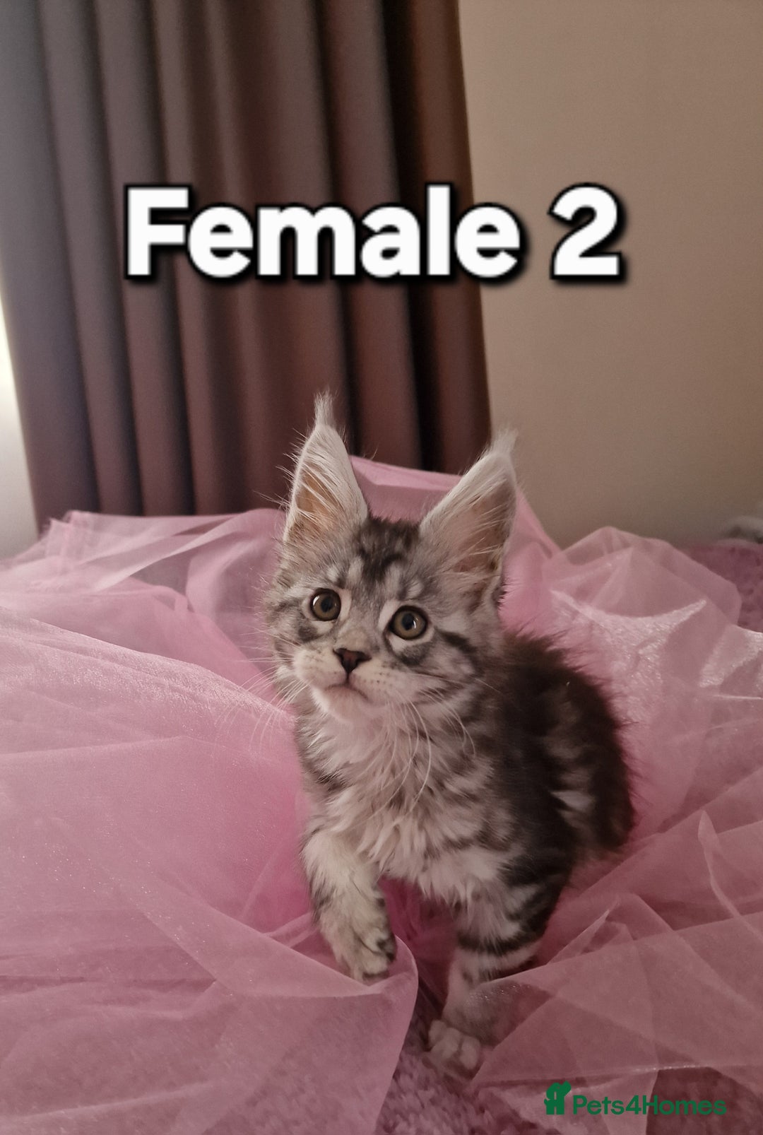 Maine Coon cats for sale: Pure Maine coon - Advert 19