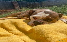 Olde English Bulldogge dogs for sale: Boo the olde English Bulldogge  - Image 3