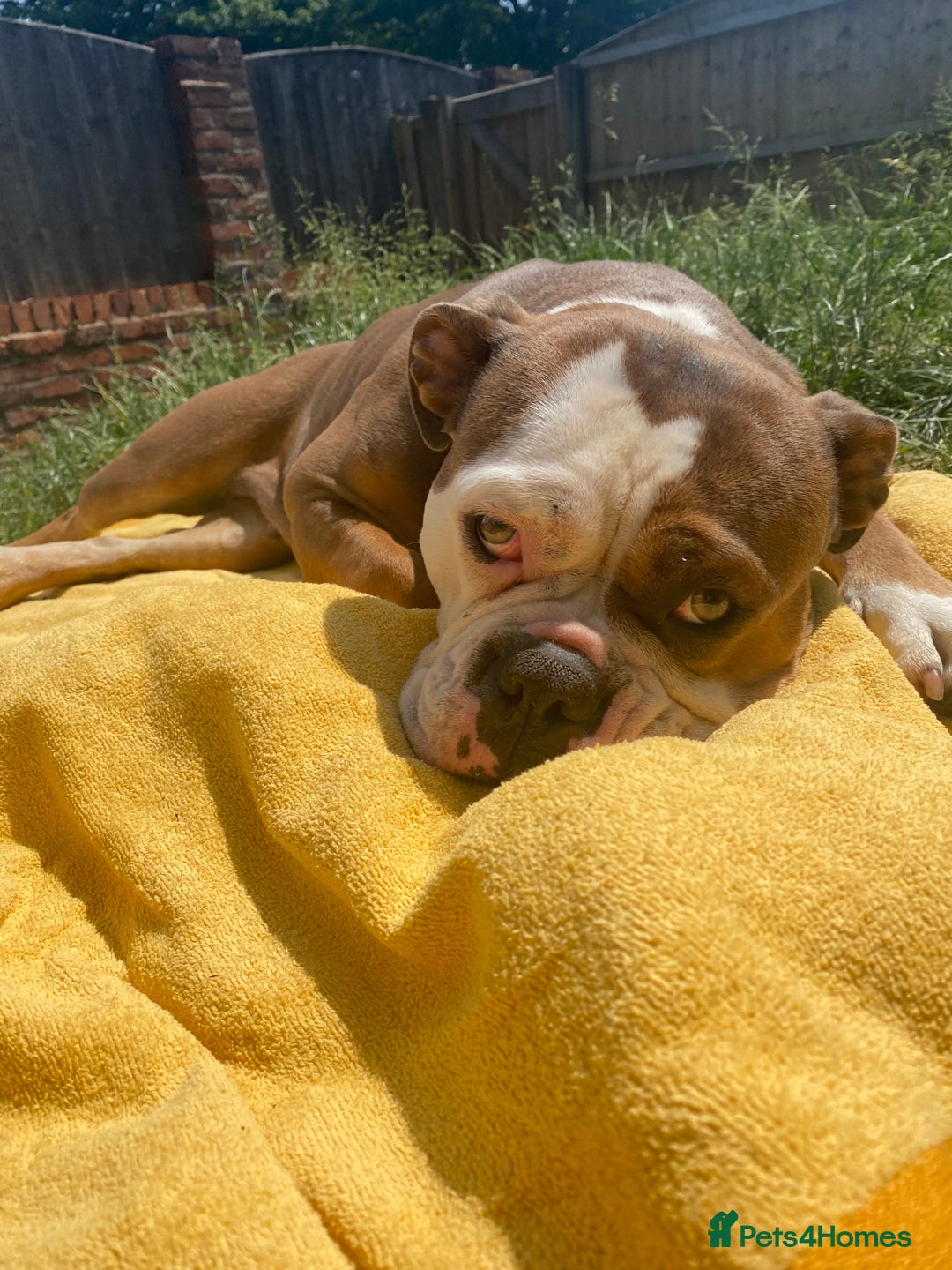 Olde English Bulldogge dogs for sale: Boo the olde English Bulldogge  - Image 3