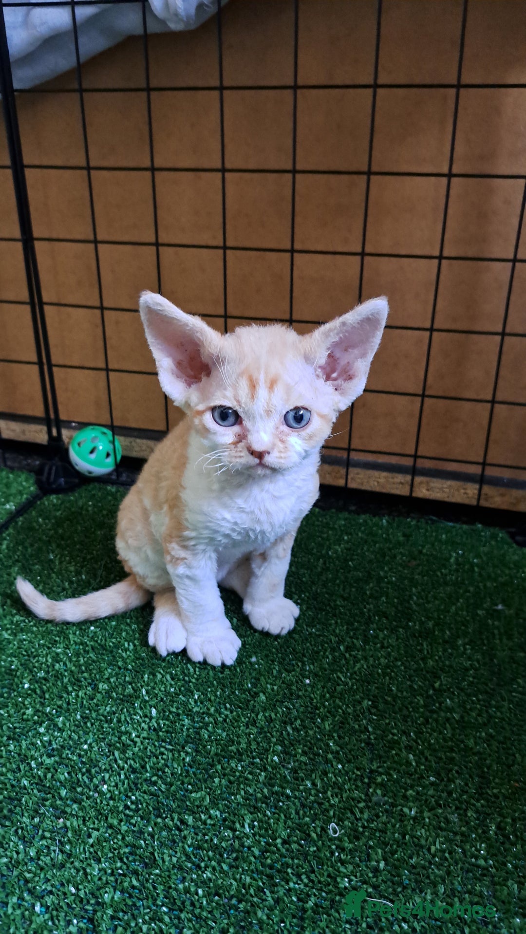 Devon Rex cats for sale: Beautiful Devon Rex babys - Advert 10