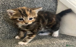 Mixed Breed cats for sale: Beautiful kittens for sale  - Image 2