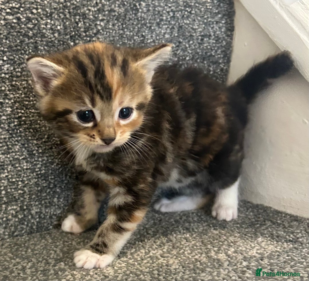 Mixed Breed cats for sale: Beautiful kittens for sale  - Image 2