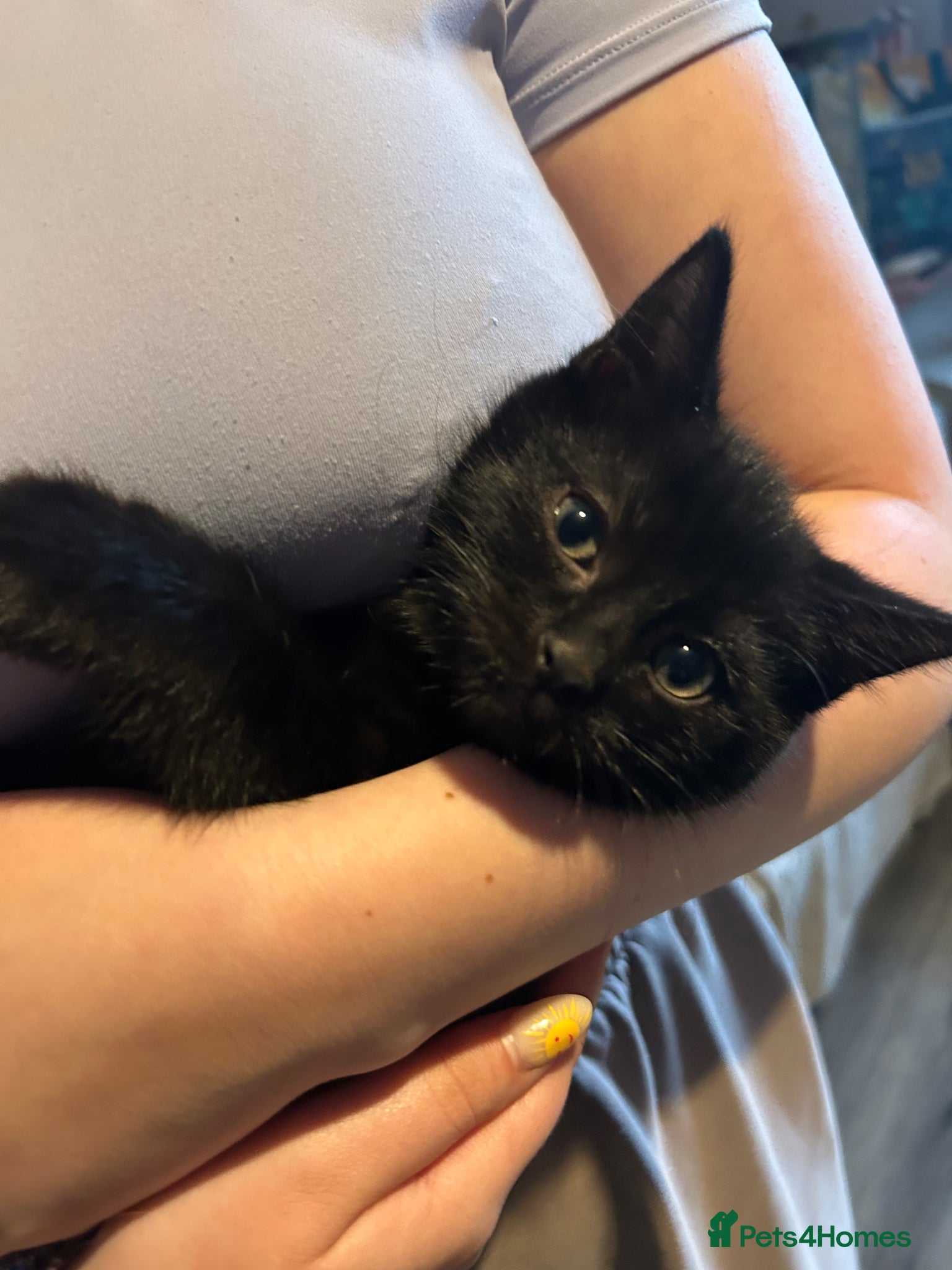 Mixed Breed cats Last black kitten ready now  - Advert 6
