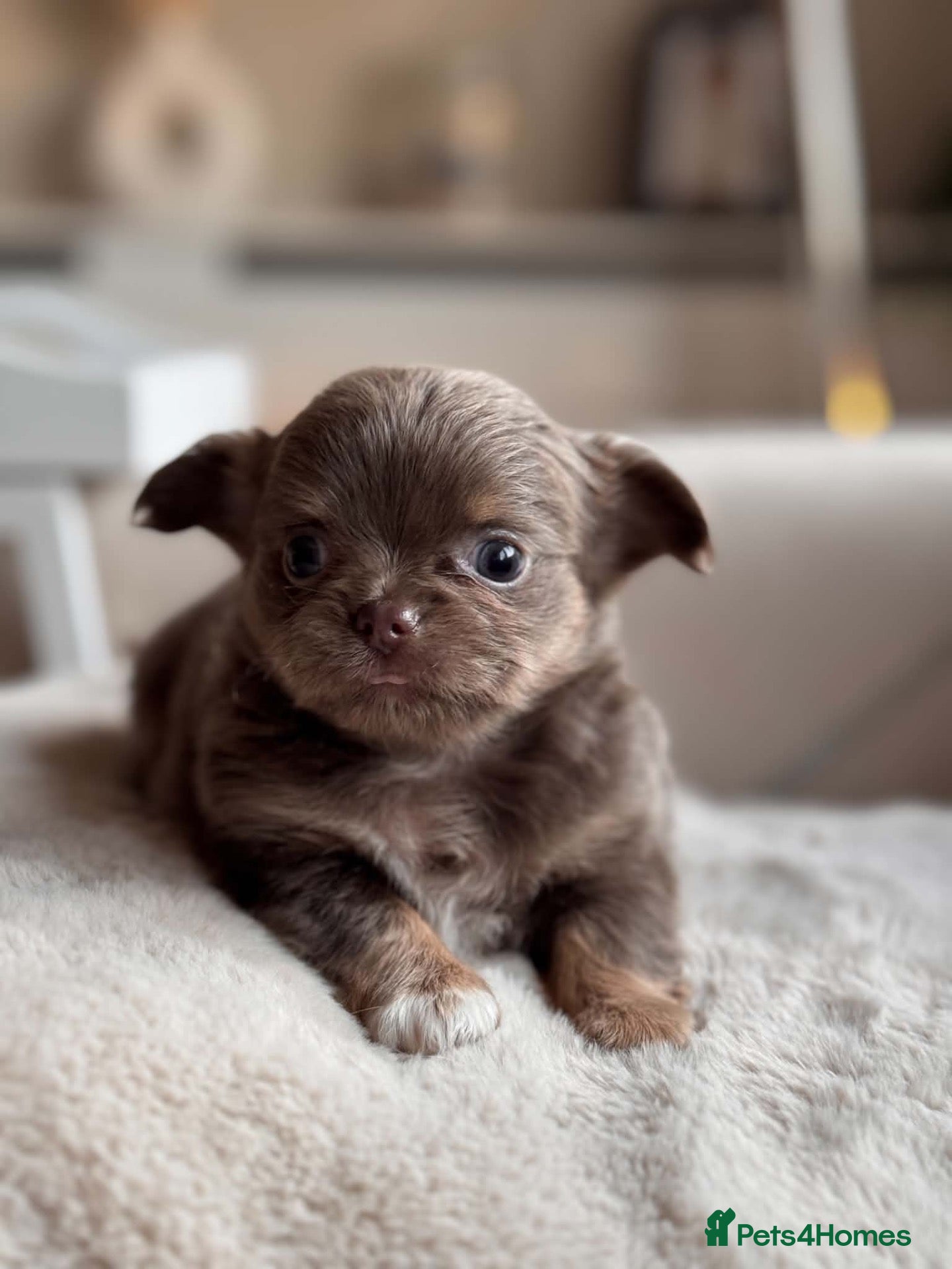 Chihuahua dogs Beautiful Longhair Chihuahuas  - Advert 5