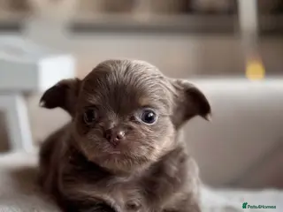 Chihuahua dogs Beautiful Longhair Chihuahuas - Advert 5