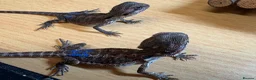 Bearded Dragon reptiles for sale: 2 stunning baby bearded dragons  - Advert 5