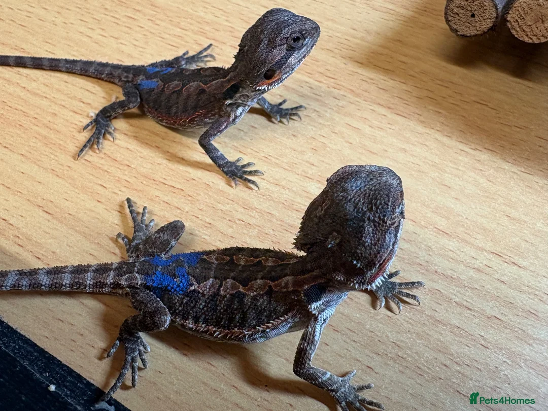 Bearded Dragon reptiles for sale: 2 stunning baby bearded dragons  - Advert 5