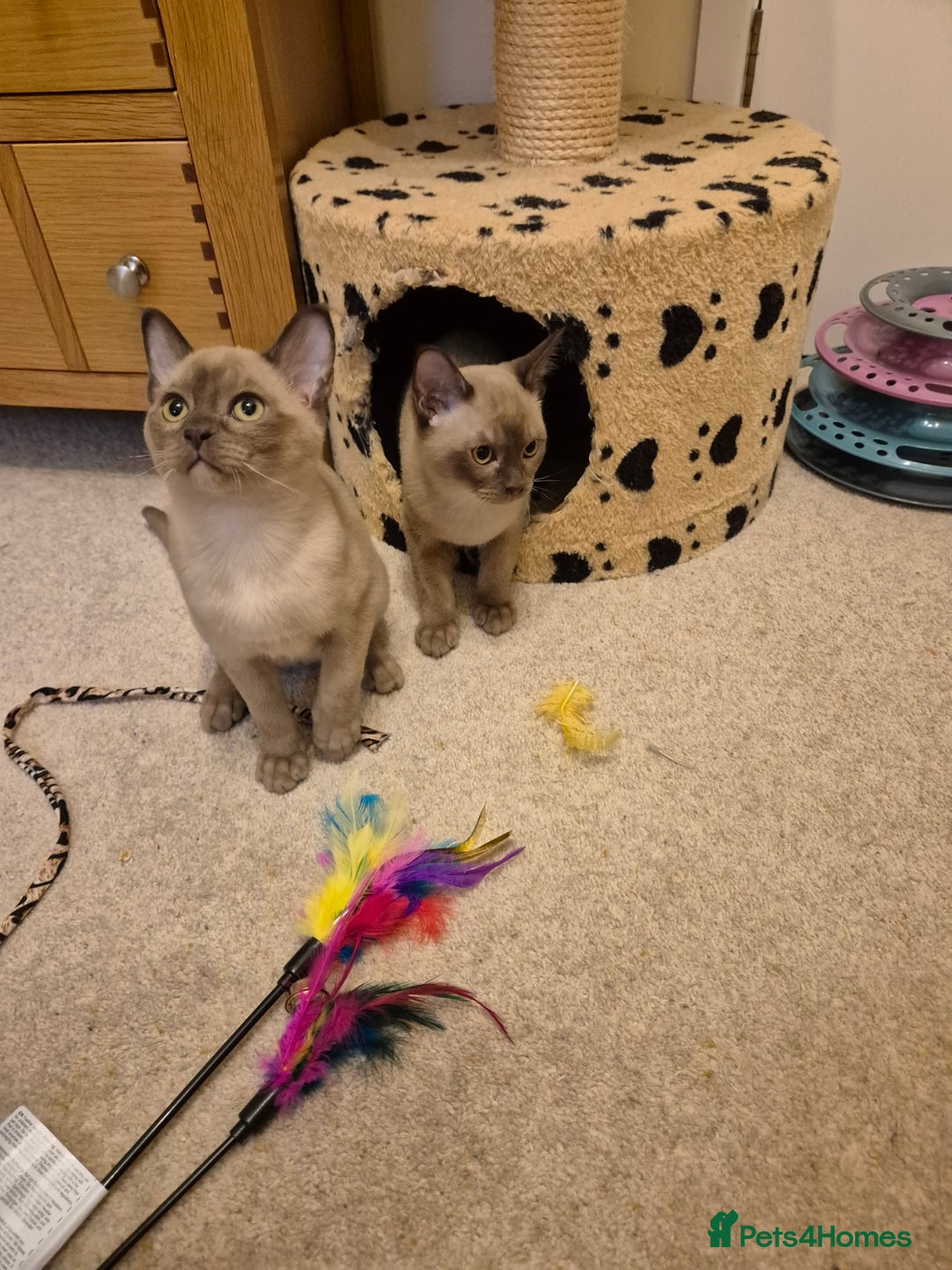 Burmese cats for sale: Pedigree Burmese Kittens - Advert 22