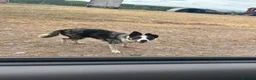 Border Collie dogs for sale: Beautiful Blue Merle Collie Puppies  in Hereford - Advert 15