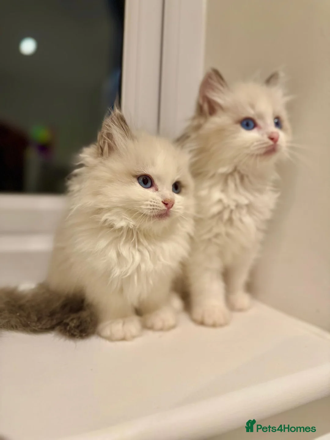 Ragdoll cats for sale: Beautiful Ragdoll Kittens  - Advert 3