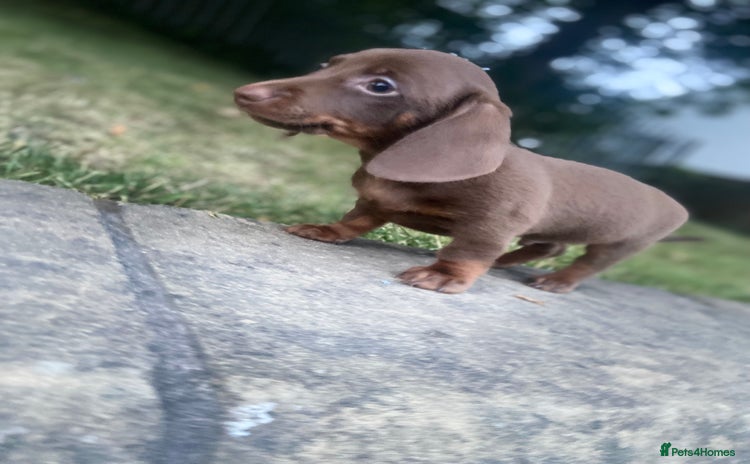 Miniature Dachshund dogs - Advert 9