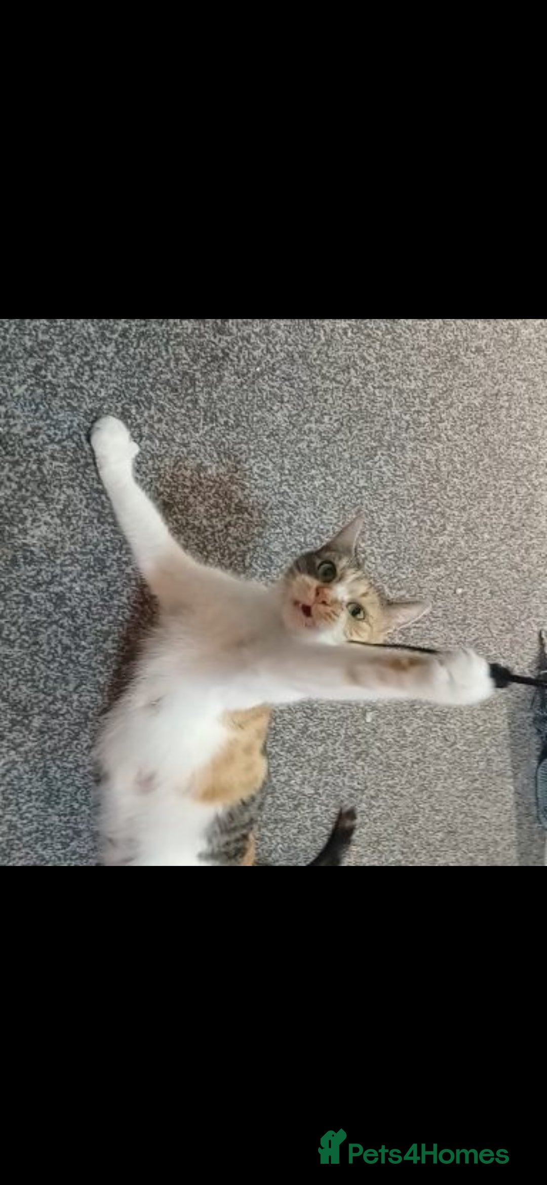 American Shorthair cats for sale: Tri coloured, 2 Ginger kittens and mother  - Advert 6