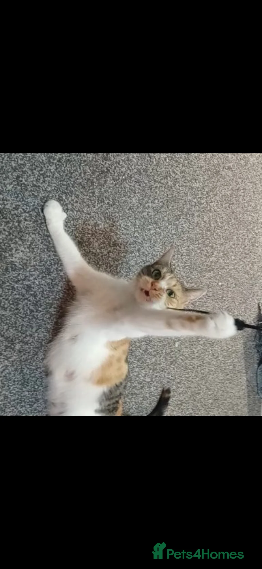 American Shorthair cats for sale: Tri coloured, 2 Ginger kittens and mother  - Advert 6