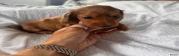 Miniature Dachshund dogs for sale: Outstanding litter of miniature sausage dogs  - Advert 12