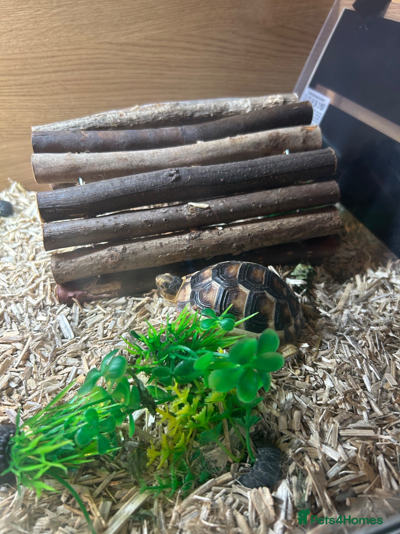 Tortoise reptiles Tortoise and house for sale  - Advert 5
