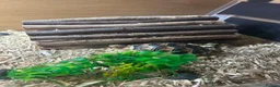Tortoise reptiles for sale: Tortoise and house for sale  in Barrow-in-Furness - Advert 1