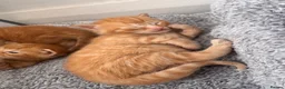 Mixed Breed cats for sale: Ready 10/08 kittens - Advert 9
