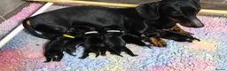 Mixed Breed dogs for sale: Schnoxie puppies  - Advert 17