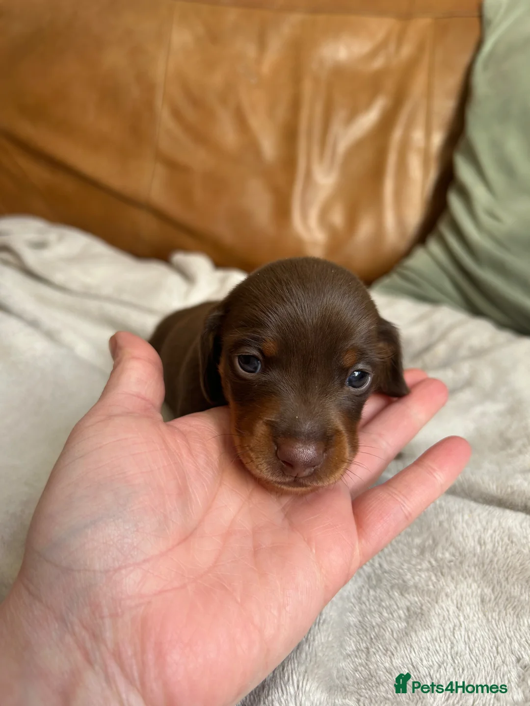 Miniature Dachshund dogs for sale: Gorgeous miniature dachshund  in Swansea - Advert 2