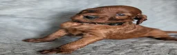 Irish Setter dogs for sale: Irish setter Puppies - Advert 3