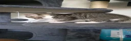 Scottish Fold cats for sale: SCOTTISH STRAIGHT/FOLD KITTENS  - Advert 4