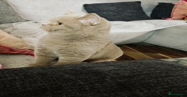 British Shorthair cats - Advert 15