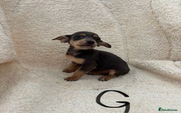 Mixed Breed dogs for sale: Dachshund x jack russle pups   - Image 8