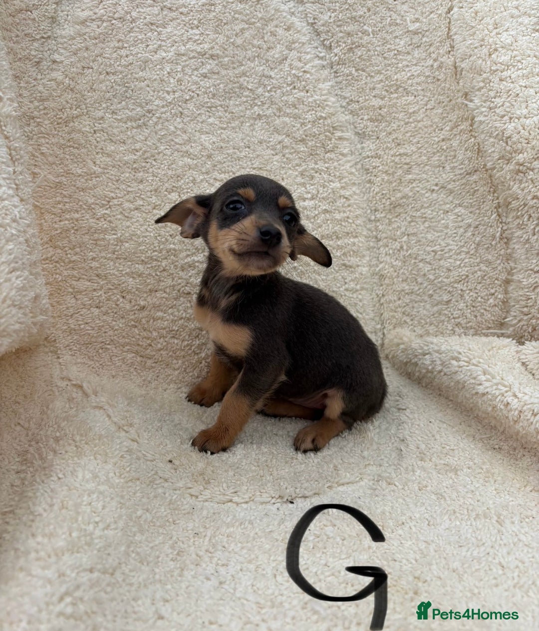 Mixed Breed dogs for sale: Dachshund x jack russle pups   - Image 8