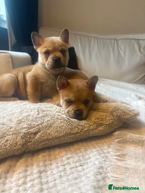 Mixed Breed dogs ** BEAR COAT FRENCHIES ** - Advert 13