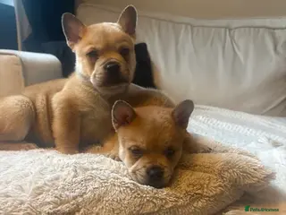 Mixed Breed dogs ** BEAR COAT FRENCHIES ** - Advert 13