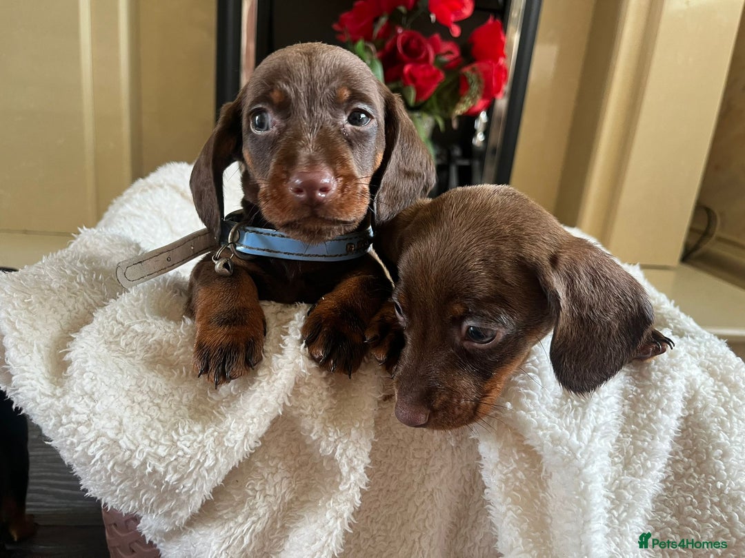 Dachshund dogs for sale: 5 puppies for sale - Image 6
