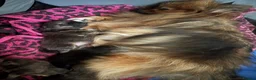 Pomeranian dogs for sale: Exclusive Stunning KC reg Teddy Bear Poms - Advert 28