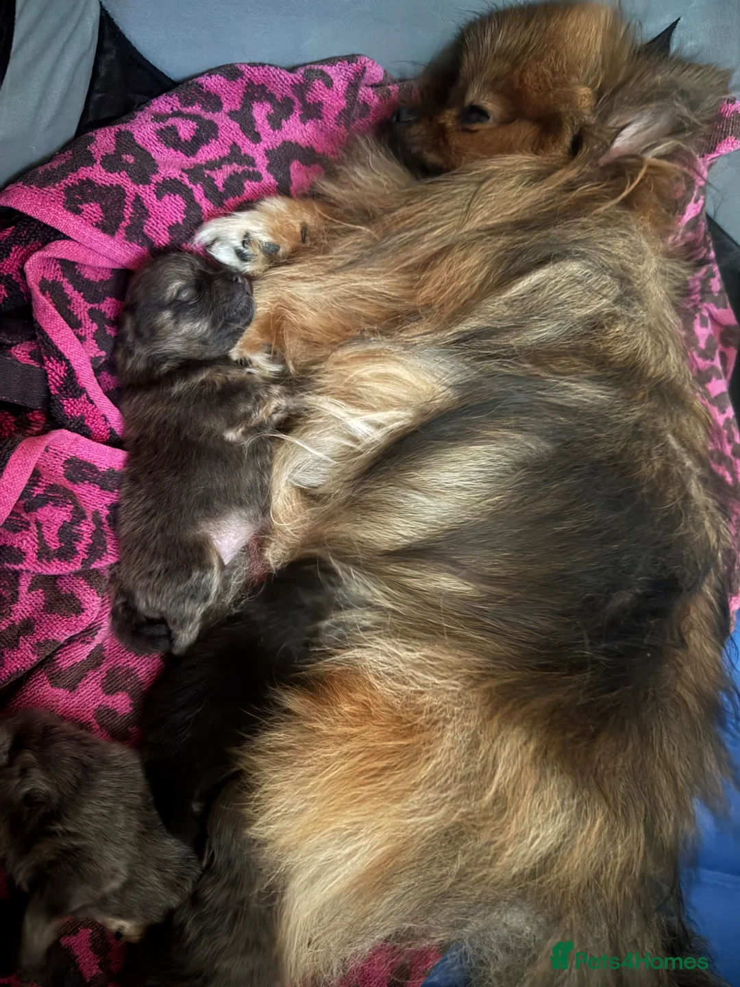 Pomeranian dogs for sale: Exclusive Stunning KC reg Teddy Bear Poms - Advert 28