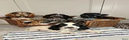 Cocker Spaniel dogs for sale: Cocker Spaniel Puppies in Liverpool - Advert 1
