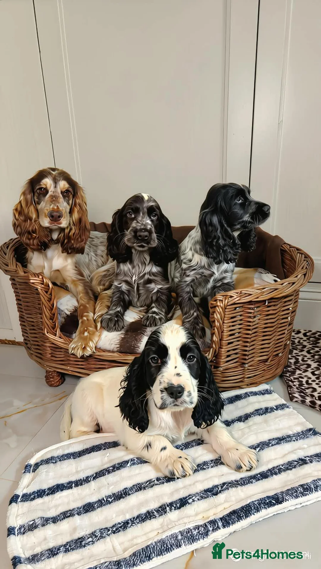 Cocker Spaniel dogs for sale: Cocker Spaniel Puppies in Liverpool - Advert 1