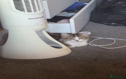 British Shorthair cats for sale: British short hair - Image 6