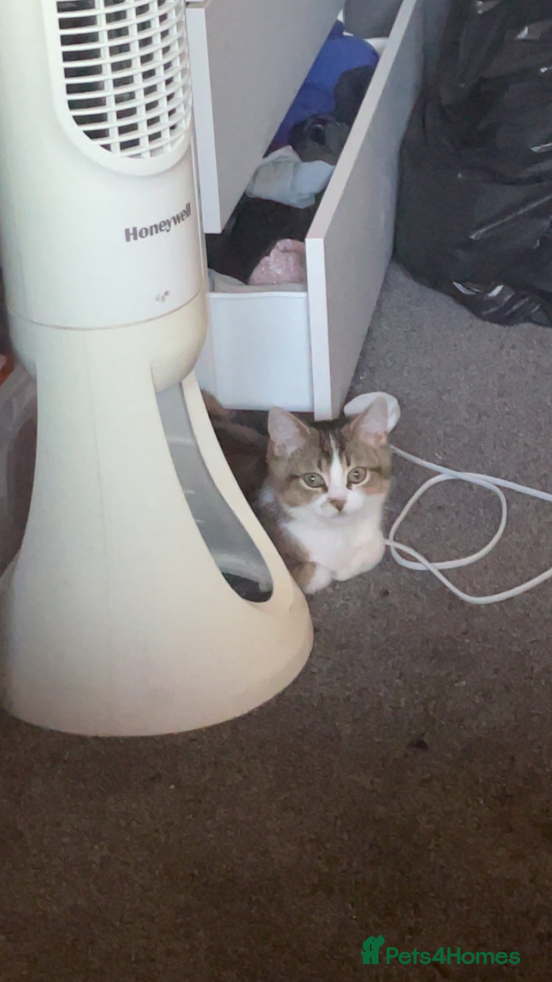 British Shorthair cats for sale: British short hair - Image 6