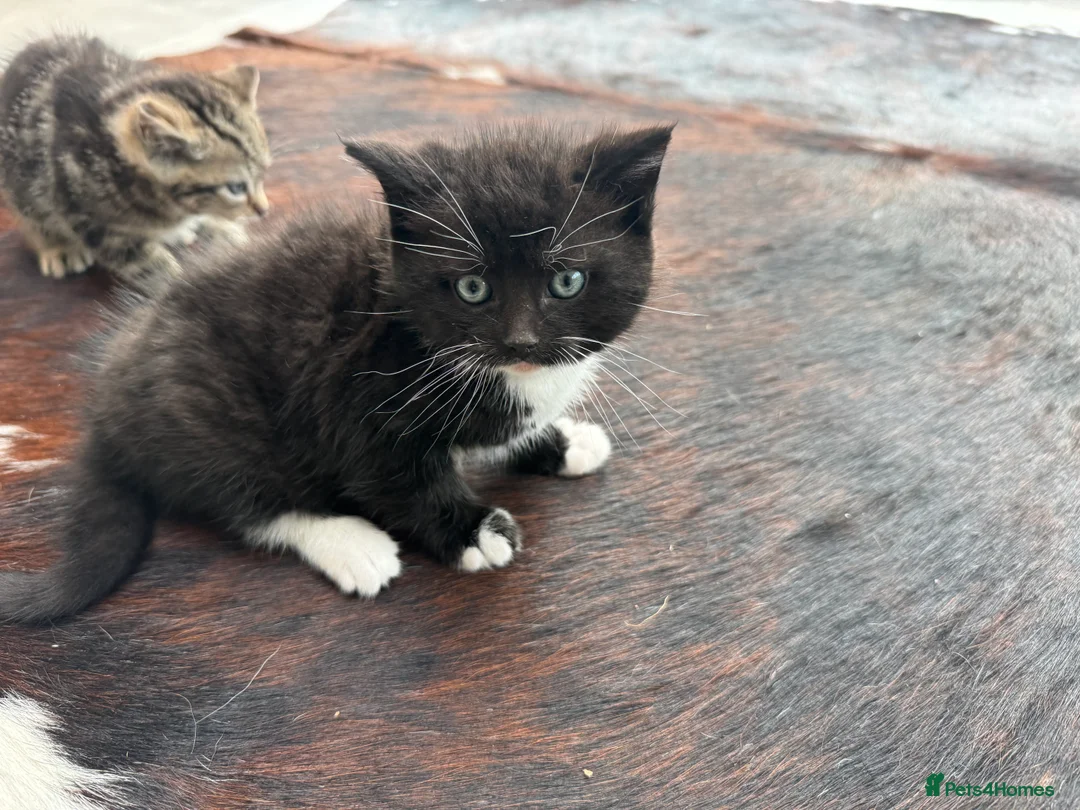 Mixed Breed cats for sale: Beautiful kittens for sale - Advert 9