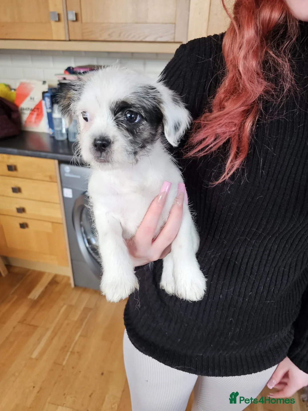 Mixed Breed dogs for sale: Shin tzu cross puppies - Advert 12