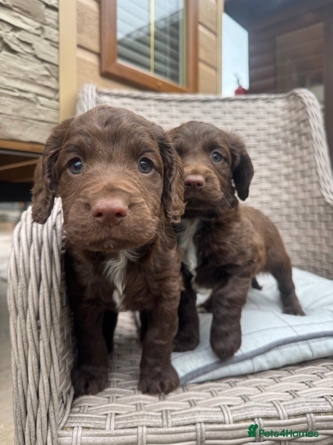Cocker Spaniel dogs for sale: Beautiful cocker spaniel puppies  - Image 6