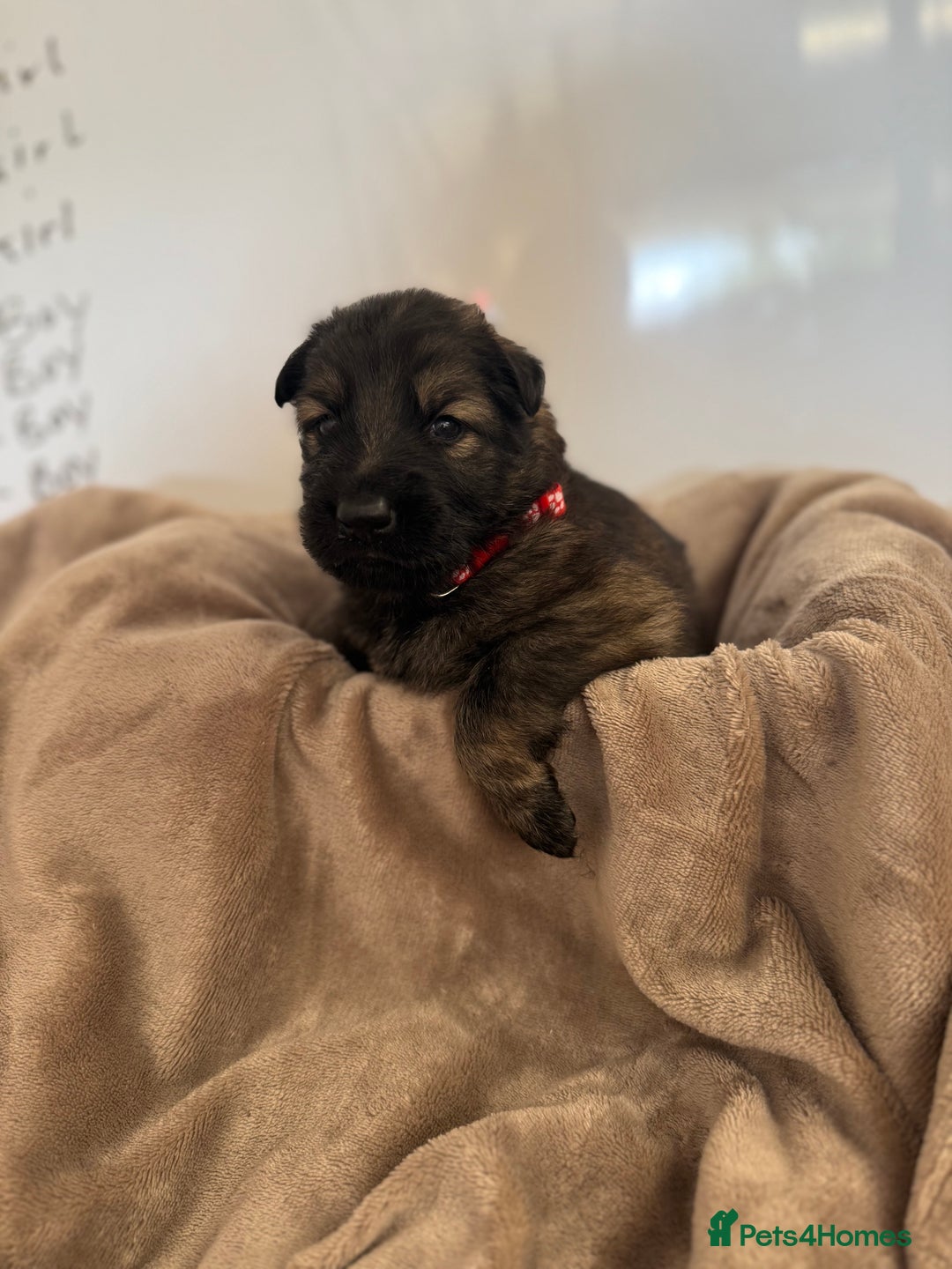 German Shepherd dogs for sale: Beautiful German Shepherd  Puppies For Sale  - Image 12